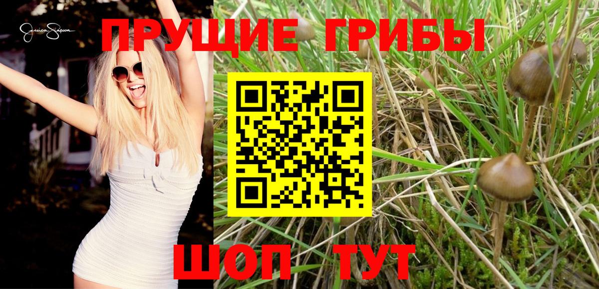 Галлюциногенные грибы Psilocybine cubensis Зеленокумск